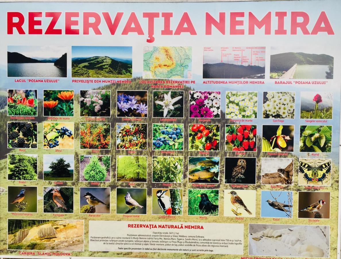 Apartament Veverite Slănic-Moldova Exteriér fotografie